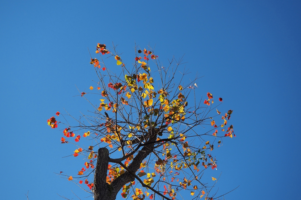 あら 撮ってくださるの？