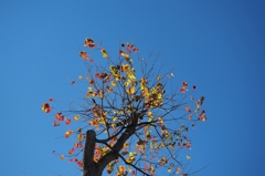 あら 撮ってくださるの？