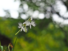 どこまでトリミングは許されるのか　。