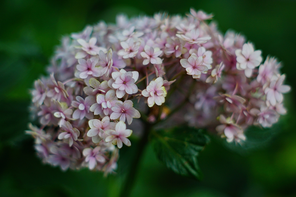 SUPER TAKUMAR 55mm f1.8