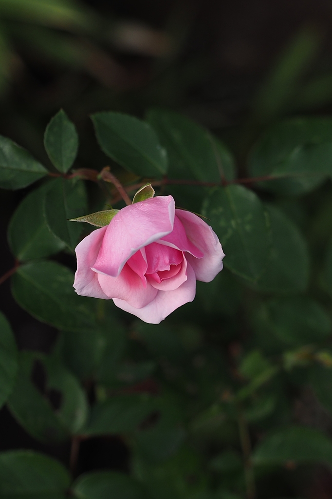 そんな貴女も28