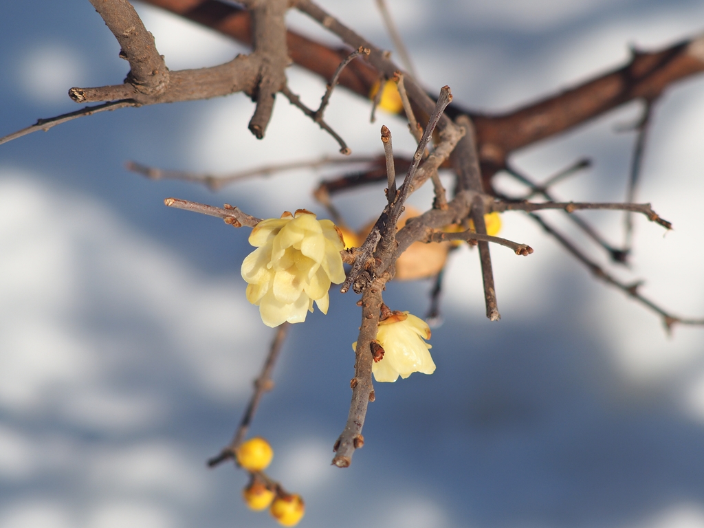 雪掻きして居眠りしてたら雪が溶けて背景にしかならなかった件