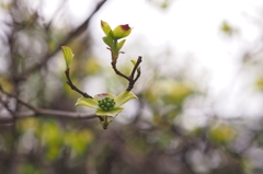 踊る阿呆に撮る阿呆