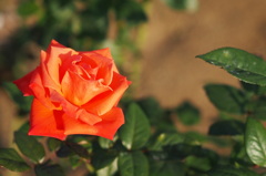 ロクレア2 ロクレア2