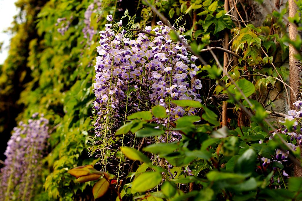 Ｗｉｓｔｅｒｉａ　Ｆｌｏｒｉｂｕｎｄａ　Ｈｏｕｓｅ