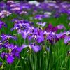 ついでに行ったら花菖蒲