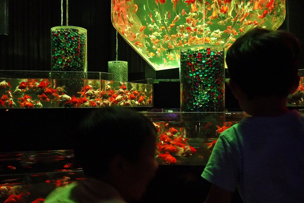 アートアクアリウム2016