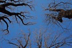 踊る！ユリノキ