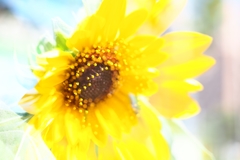 狼狽（うろたえ）