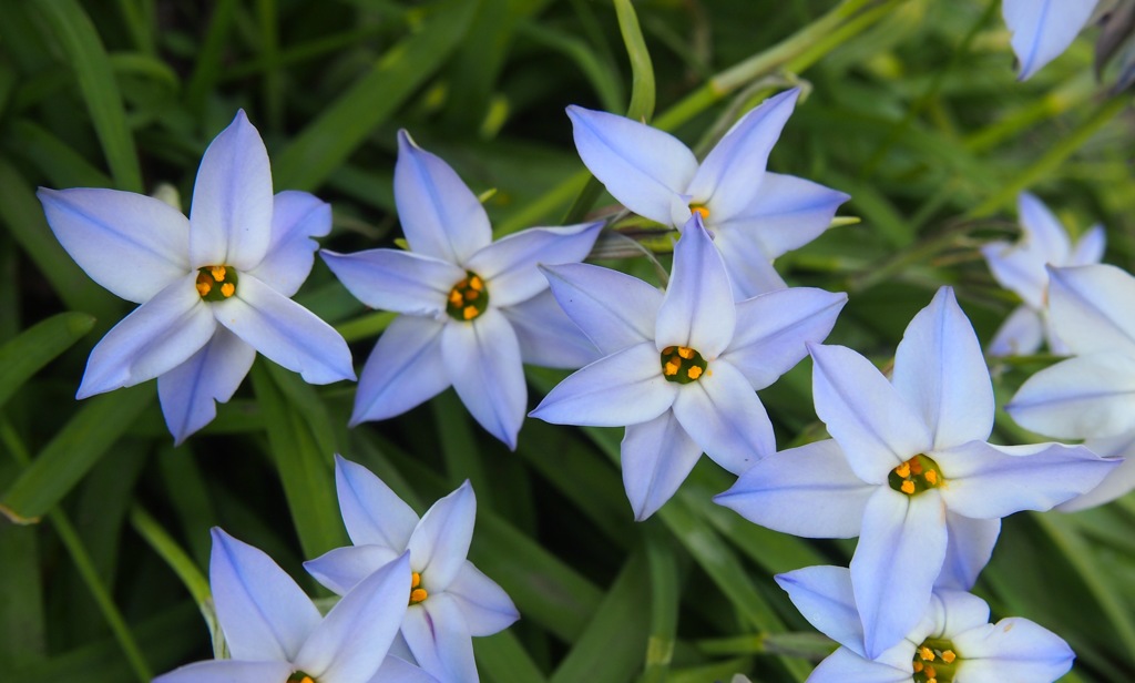 花ニラ