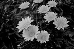 クドい写真はモノクロで