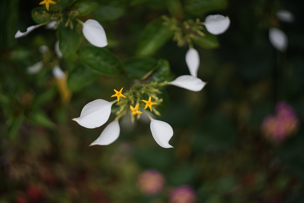 今年も撮れましたコンロンカ（崑崙花）
