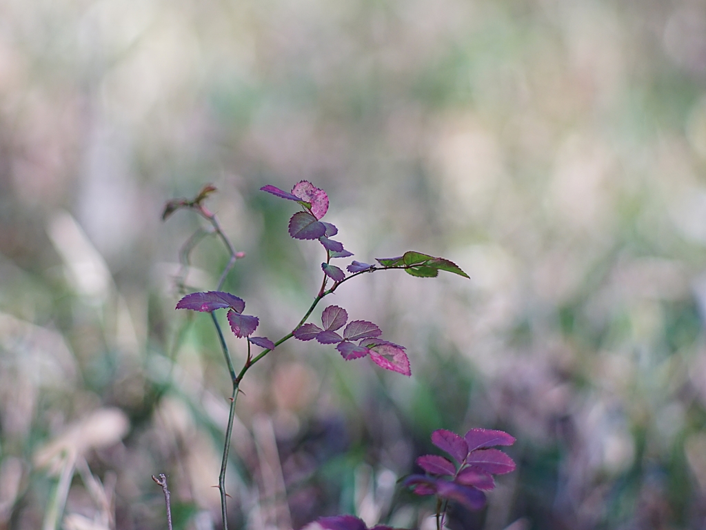 真冬の昼の夢 ^^;