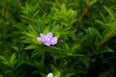 あなたに あ～げる♪