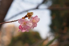 河津の春２
