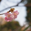 河津の春２
