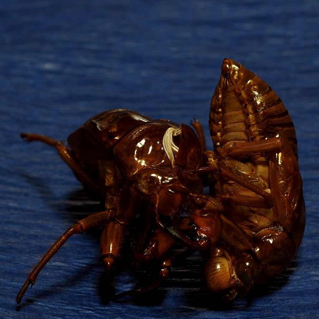 背負い投げ １本！