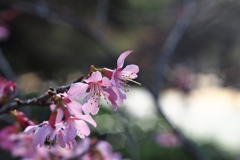 オカメと言う名の桜