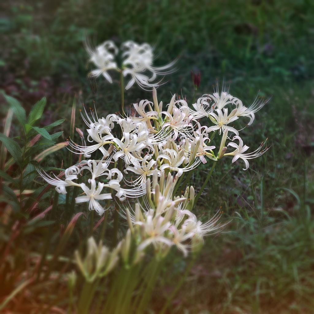 此岸から彼岸を撮るはずが…