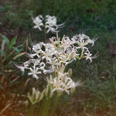 此岸から彼岸を撮るはずが…