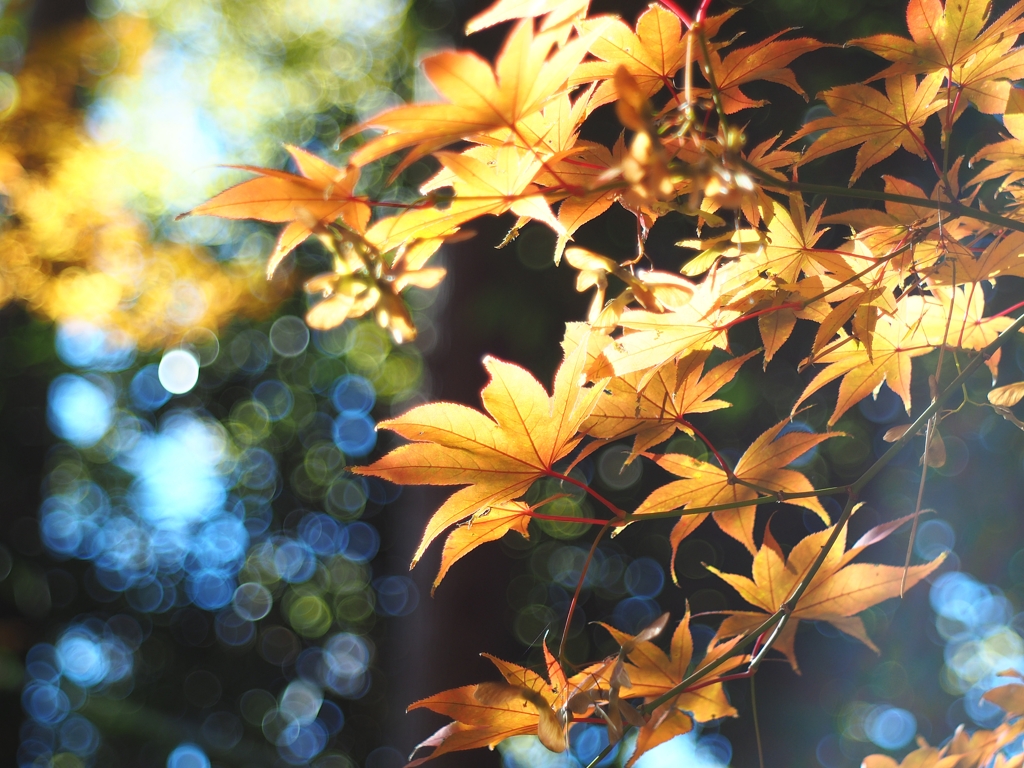 今夜は流星が綺麗だ 