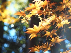 今夜は流星が綺麗だ 