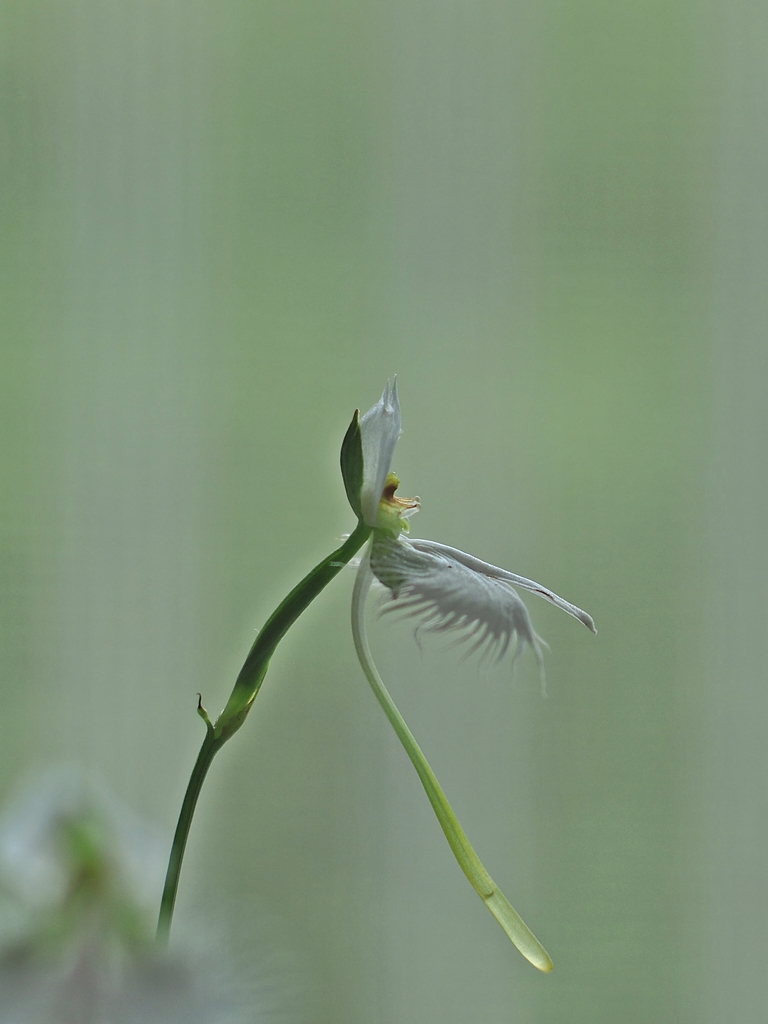 君をおきて仇し心はなけれども　2016の6