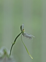 君をおきて仇し心はなけれども　2016の6