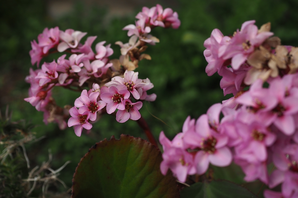 ベルゲニアとは呼ばないで