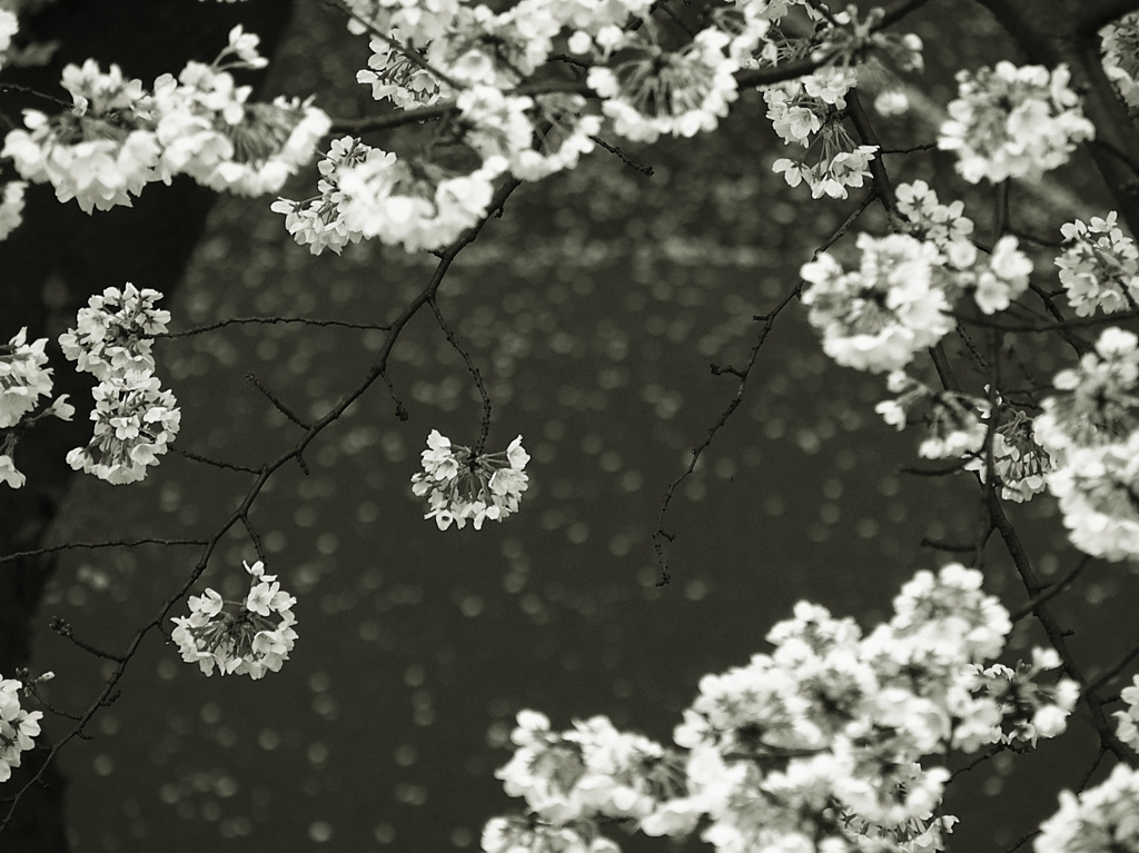 散りゆく者たち