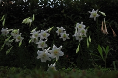 お盆には危ない霊も多い