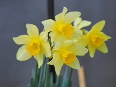 ワタシたち房咲きじゃないのに…