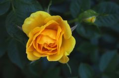 黄薔薇