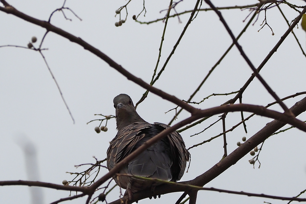 キジバトに睨まれた　^^;