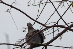 キジバトに睨まれた　^^;