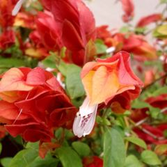 エビちゃん元気？