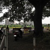 多摩川 初夏