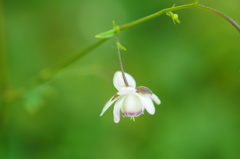 夢幻のごとく２