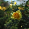 11月22日の薔薇