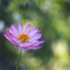 Bokeh