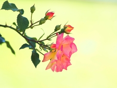 連写（うそ）２