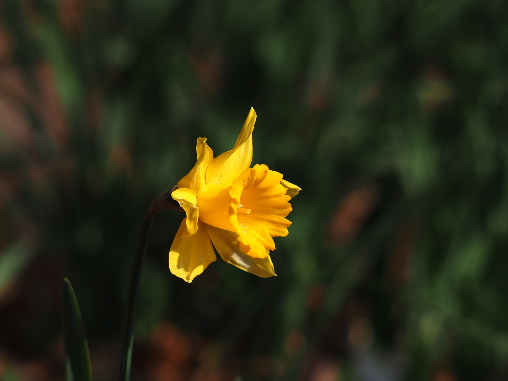 孤独なラッパ水仙