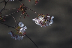 2017 サイレント・プア ３