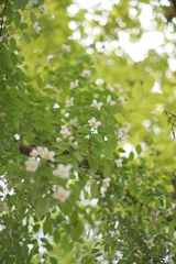 半年ぶり？神代植物公園