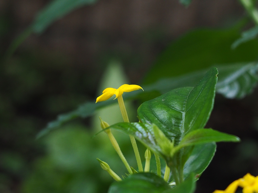 奇跡の崑崙花（コンロンカ）