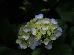 梅雨後半 紫陽花ラストステージ