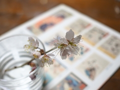 国芳と4枚花弁の桜