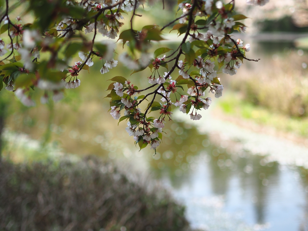 つい半月前なのに