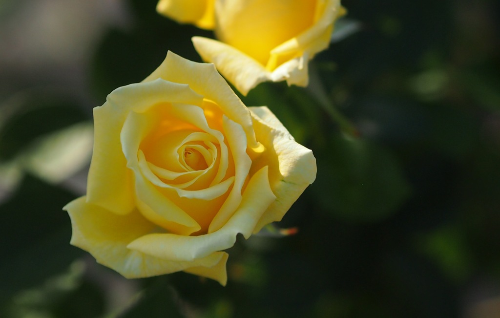 いとしのアグネス