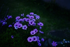 Industar-61 L/D 55/2.8